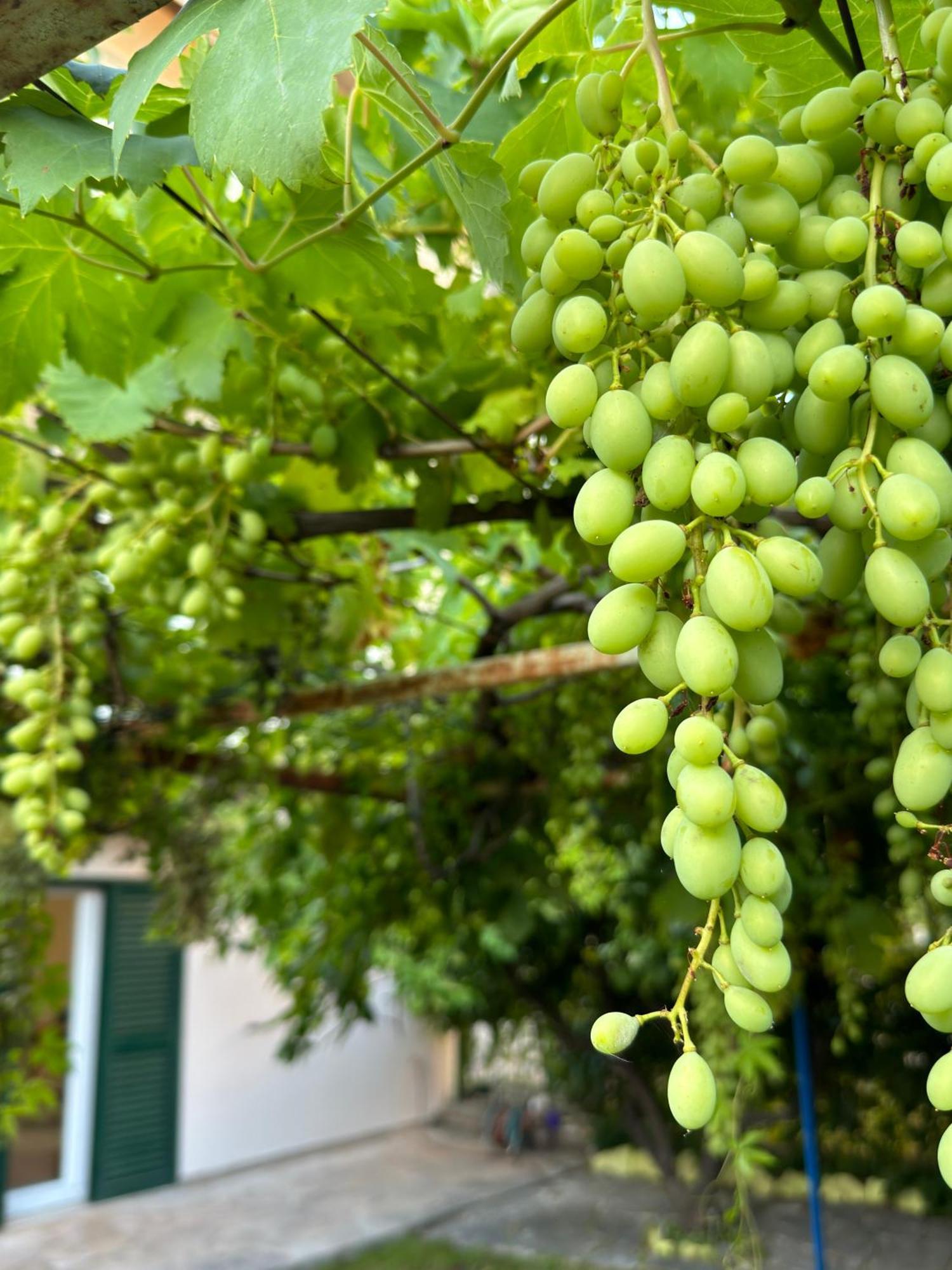 斯普利特Valentinas Garden公寓 外观 照片
